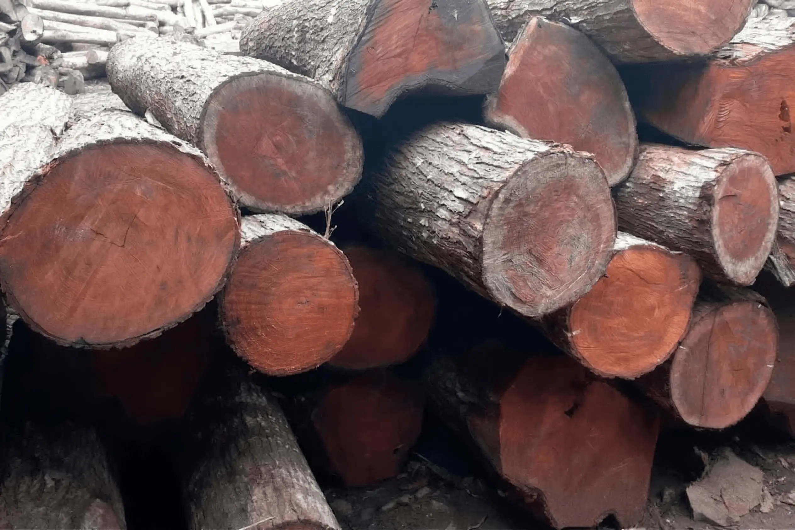 Stacked hardwood logs in a timber yard — material intelligence begins here